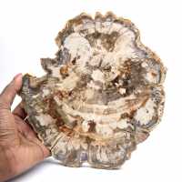 Fossile bois pétrifié, tranche polie pour collection, Madagascar