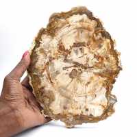 Bois pétrifié tranche, ornement poli, spécimen de Madagascar Bois pétrifié tranche, ornement poli, spécimen de Madagascar