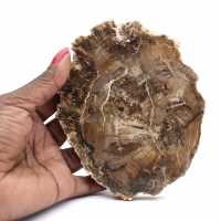 Petit ornement bois pétrifié poli, tranche fossile naturelle, Madagascar Petit ornement bois pétrifié poli, tranche fossile naturelle, Madagascar