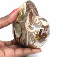 Ammonite Fossile Polie de Madagascar - Décoration et Science Géologique