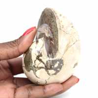 Spécimen d'Ammonite de Madagascar - Fossile Poli pour Collectionneur