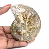 Ammonite Fossile Polie de Madagascar - Spécimen Étroit et Élancé