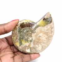 Ammonite Fossile Polie - Magnifique Pierre Naturelle pour Décoration