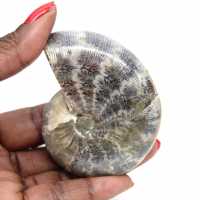 Ammonite Fossile Polie de Madagascar - Spécimen de Petite Taille