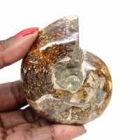 Petit Fossile d'Ammonite Polie de Madagascar - Authenticité Garantie Petit Fossile d'Ammonite Polie de Madagascar - Authenticité Garantie