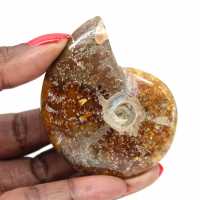 Ammonite Polie - Fossile de Madagascar pour Collection et Décoration (60g) Ammonite Polie - Fossile de Madagascar pour Collection et Décoration (60g)