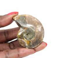 Ammonite Polie la plus Petite - Fossile de Madagascar (35g)