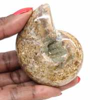 Ammonite Polie de Collection - Trésor Fossile de Madagascar (100g) Ammonite Polie de Collection - Trésor Fossile de Madagascar (100g)