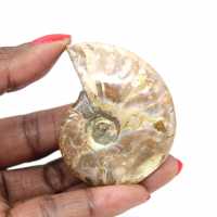 Ammonite Fossile Polie de Madagascar - Miniature de Collection (45g)