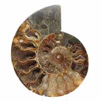 Ammonite Fossile Sciée – Esthétisme et Taux Vibratoire Ammonite Fossile Sciée – Esthétisme et Taux Vibratoire