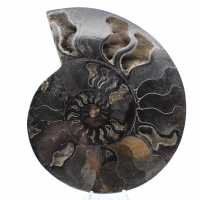 Ammonite Fossile Décorative Polie – Spécimen de Madagascar