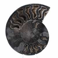 Ammonite Polie pour Collectionneurs Exigeants – Fossile Authentique Ammonite Polie pour Collectionneurs Exigeants – Fossile Authentique