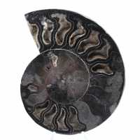 Ammonite Fossile Décoration Naturelle – Spécimen Unique