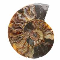 Ammonite Madagascar Sciée Polie – Belle Pièce de Vitrine Ammonite Madagascar Sciée Polie – Belle Pièce de Vitrine