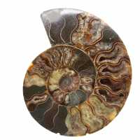 Ammonite Polie pour Meuble de Collection – Trésor de Madagascar Ammonite Polie pour Meuble de Collection – Trésor de Madagascar