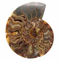 Ammonite Fossile Polie – Trésor Scientifique de Madagascar Ammonite Fossile Polie – Trésor Scientifique de Madagascar
