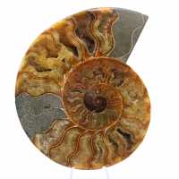 Ammonite Madagascar Sciée – Fossile Authentique pour Collectionneur Ammonite Madagascar Sciée – Fossile Authentique pour Collectionneur