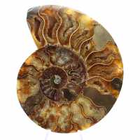 Ammonite Madagascar Polie – Pièce Maîtresse pour Intérieur