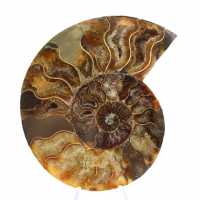 Ammonite Polie Découpe Parfaite – Spécimen de Choix Ammonite Polie Découpe Parfaite – Spécimen de Choix