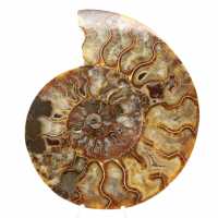 Ammonite Madagascar Ornementale Polie – Décor Authentique Ammonite Madagascar Ornementale Polie – Décor Authentique