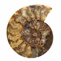 Ammonite Fossile Sciée Polie – Géométrie Parfaite Ammonite Fossile Sciée Polie – Géométrie Parfaite