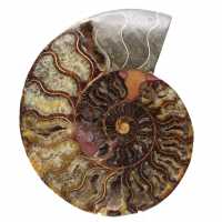 Ammonite Fossile Décoration Intérieure – Spirale Polie
