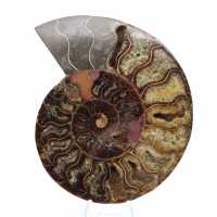 Ammonite Pièce de Collection Madagascar – Coupe Sciée Ammonite Pièce de Collection Madagascar – Coupe Sciée
