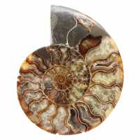 Ammonite Fossile Sciée Polie – Éclat Naturel de Madagascar Ammonite Fossile Sciée Polie – Éclat Naturel de Madagascar
