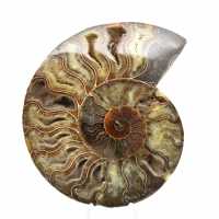 Ammonite Fossile Naturelle Polie – Décoration et Science Ammonite Fossile Naturelle Polie – Décoration et Science