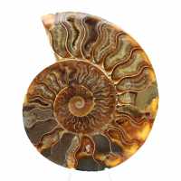 Ammonite Madagascar Collection – Relique Fossile Polie Ammonite Madagascar Collection – Relique Fossile Polie