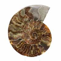 Ammonite Fossile Polie – Authenticité et Harmonie Naturelle Ammonite Fossile Polie – Authenticité et Harmonie Naturelle