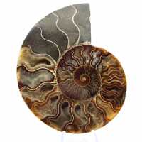 Ammonite Fossile Sciée – Authenticité pour Amateurs de Pierres Ammonite Fossile Sciée – Authenticité pour Amateurs de Pierres