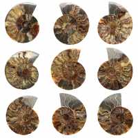 Ammonite Fossile Sciée Polie – Éclat Naturel de Madagascar Ammonite Fossile Sciée Polie – Éclat Naturel de Madagascar