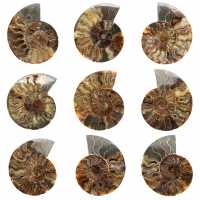 Ammonite Fossile Sciée Polie – Éclat Naturel de Madagascar
