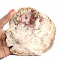 Bois Silicifié de Madagascar - Section Polie pour Collectionneur