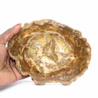 Petite Tranche de Bois Pétrifié - Authenticité de Madagascar