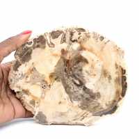 Bois Fossilisé de Majunga - Section de Pierre Naturelle