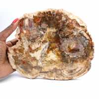 Large Tranche de Bois Pétrifié - Collection Majunga