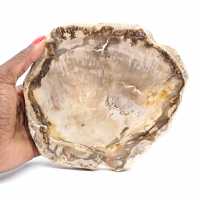 Tranche de Bois Pétrifié Malgache - Esthétisme Minéral