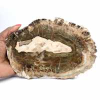 Tranche de Bois Silicifié Allongée - Origine Madagascar