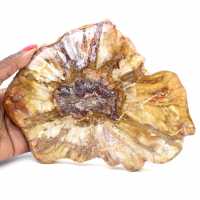 Section Polie de Bois Fossile - Minéral de Majunga