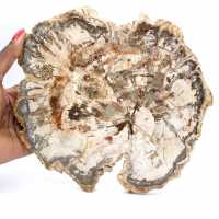 Grande Tranche de Bois Pétrifié de Madagascar - Pièce d'Exception