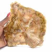 Section de Bois Pétrifié de Madagascar - Qualité Collection