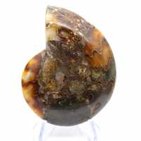 Ammonite de Madagascar à face polie et brute