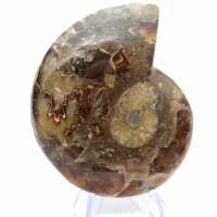 Véritable Ammonite de Mahajanga avec face polie
