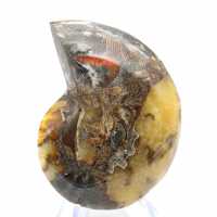 Fossile d'Ammonite polie : Esthétisme et Science