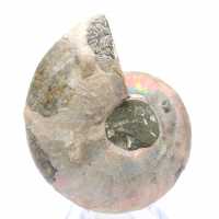Ammonite polie de Mahajanga : Trésor paléontologique