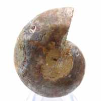 Fossile d'Ammonite poli : Lumière de Mahajanga