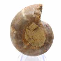 Spécimen d'Ammonite : La spirale de Madagascar