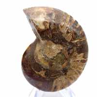Ammonite fossilisée : Éclat minéral de Madagascar